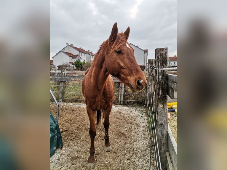 Furioso Caballo castrado 9 años 167 cm Castaño oscuro in Schönau an der Triesting
