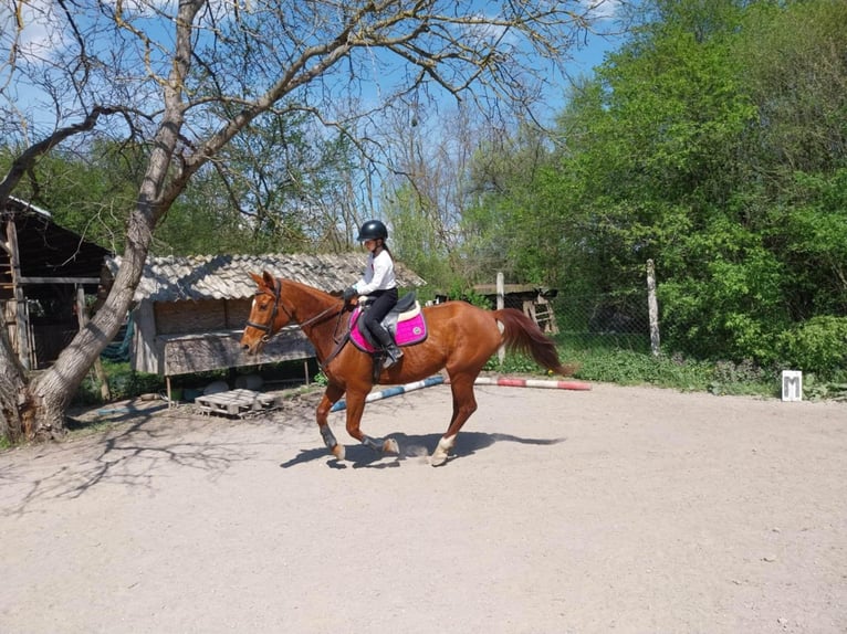 Furioso Castrone 17 Anni 165 cm Sauro in Csengeesima