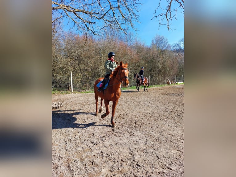 Furioso Castrone 17 Anni 165 cm Sauro in Csengeesima