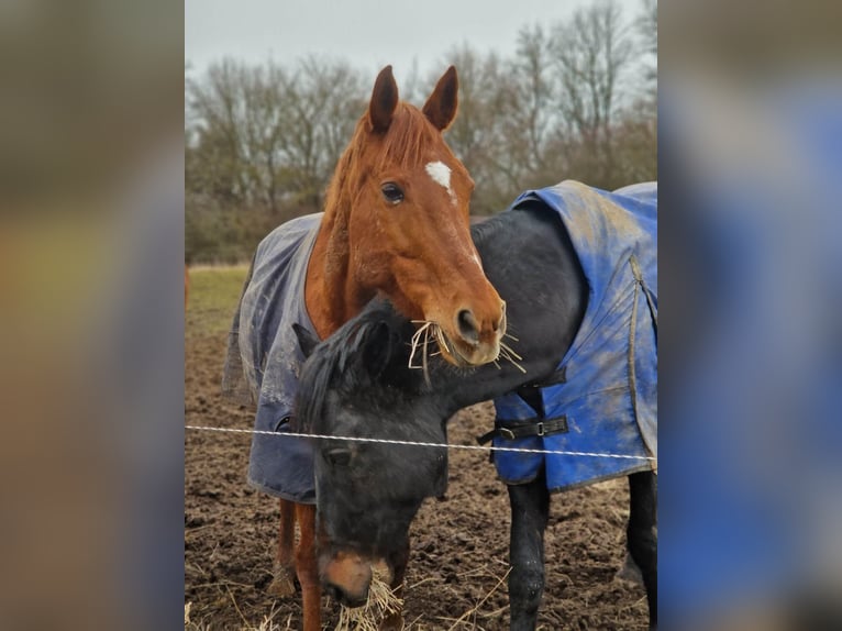 Furioso Castrone 17 Anni 165 cm Sauro in Csengeesima