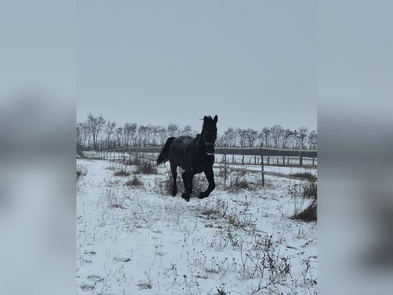 Furioso Castrone 5 Anni 174 cm Baio scuro in Falkenstein