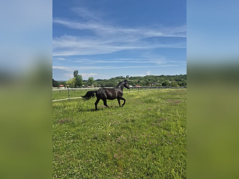 Furioso Castrone 5 Anni 174 cm Baio scuro in Falkenstein