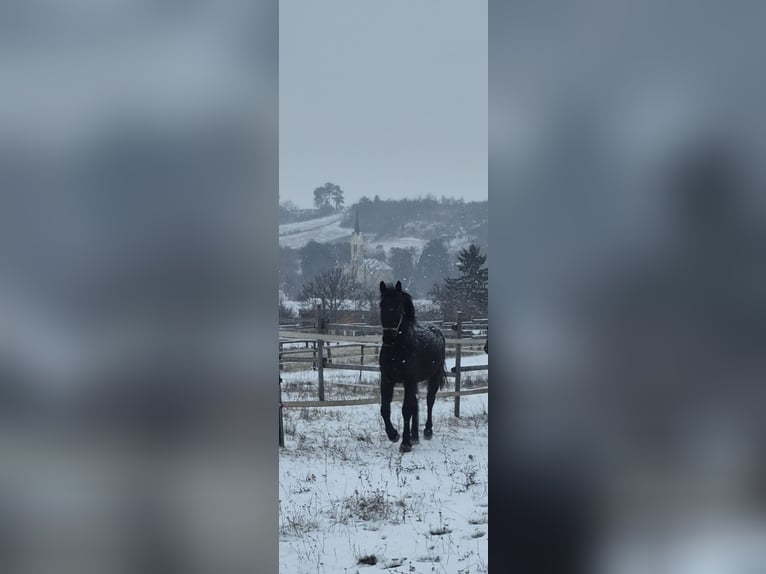 Furioso Castrone 5 Anni 174 cm Baio scuro in Falkenstein