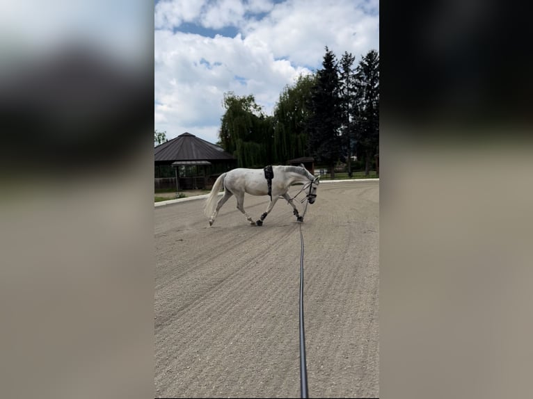 Furioso Castrone 6 Anni 160 cm Grigio in Filzmoos
