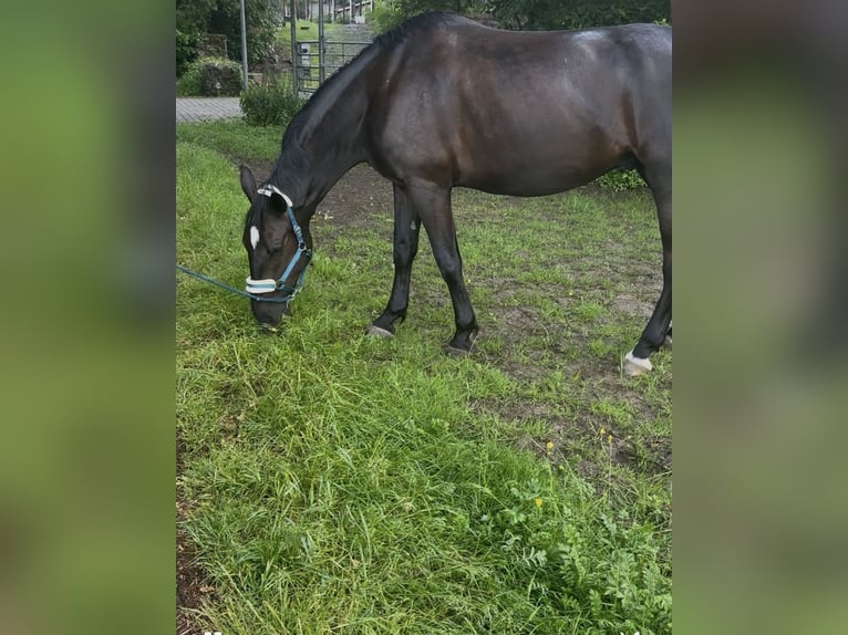 Furioso Castrone 6 Anni 173 cm Morello in Biebergem&#xFC;nd