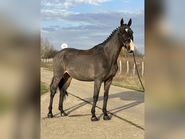 Furioso Castrone 7 Anni 171 cm in Szarvas