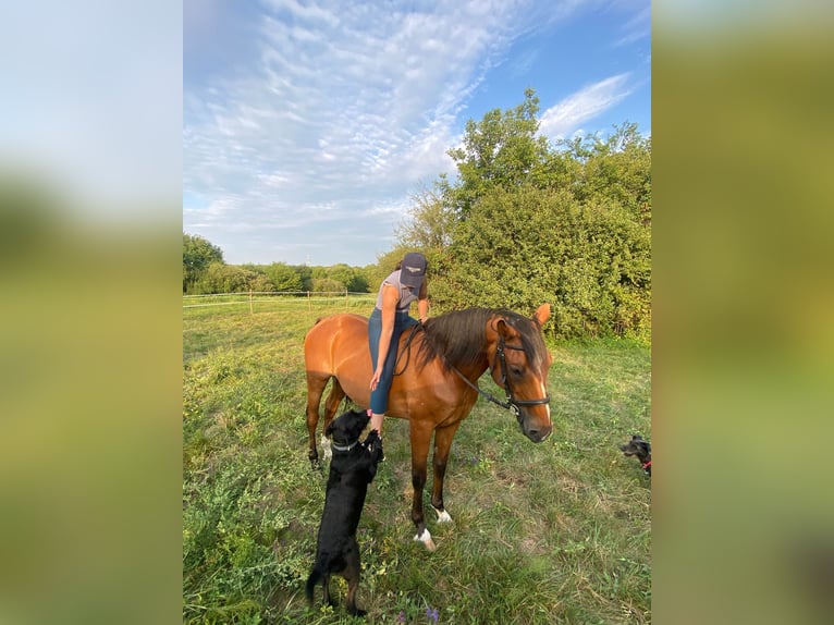 Furioso Mix Castrone 8 Anni 150 cm Baio ciliegia in Biatorb&#xE1;gy