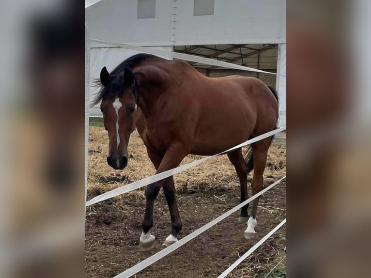 Furioso Mix Castrone 8 Anni 150 cm Baio ciliegia in Biatorb&#xE1;gy
