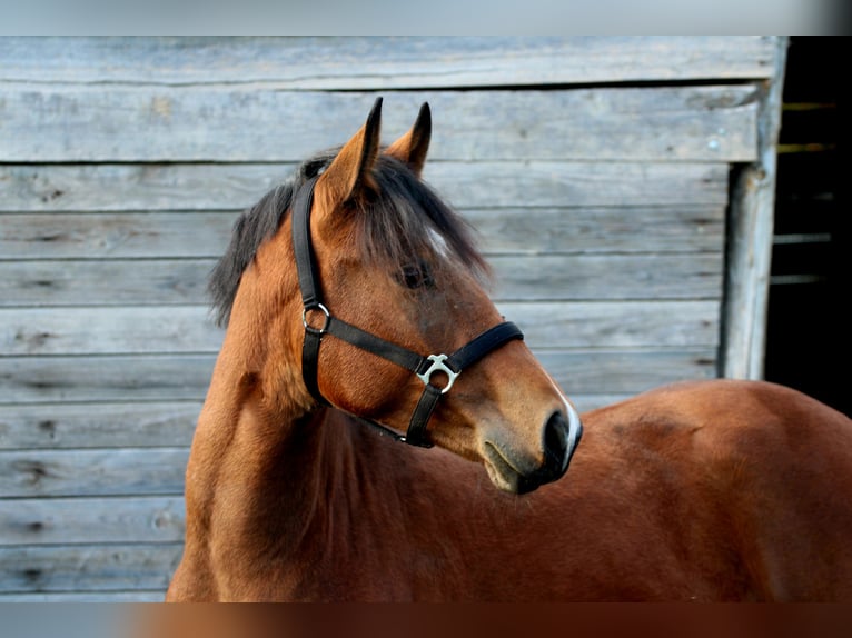 Furioso Croisé Étalon 2 Ans 128 cm Bai cerise in Győr