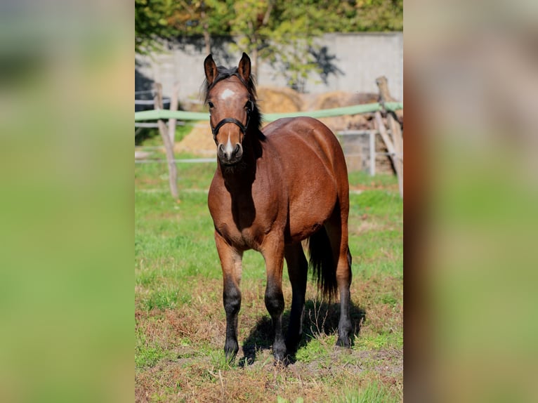 Furioso Croisé Étalon 2 Ans 128 cm Bai cerise in Győr