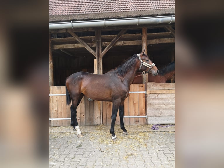 Furioso Étalon 2 Ans 175 cm Bai in Tettnang