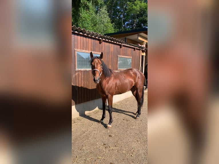 Furioso Étalon 3 Ans in Weikertschlag