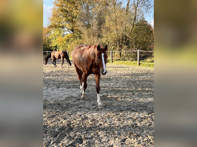 Furioso Gelding 10 years 16,1 hh Chestnut-Red in Lemgo