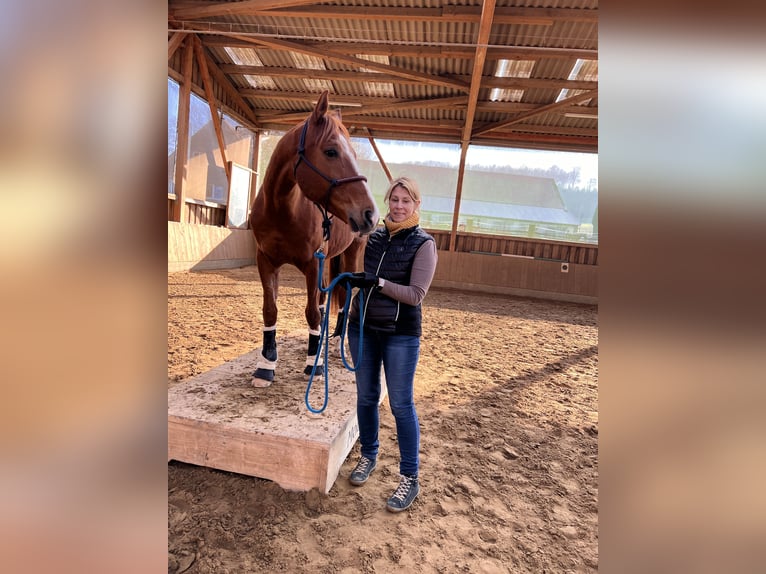 Furioso Gelding 10 years 16,1 hh Chestnut-Red in Lemgo