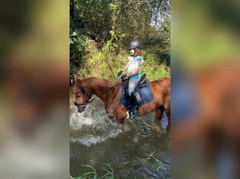 Furioso Gelding 10 years 16,1 hh Chestnut-Red in Lemgo