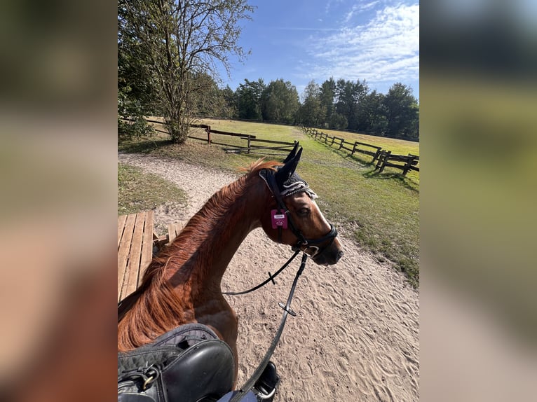 Furioso Gelding 10 years 16,1 hh Chestnut-Red in Lemgo