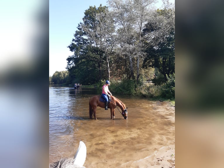 Furioso Gelding 10 years 16,1 hh Chestnut-Red in Lemgo