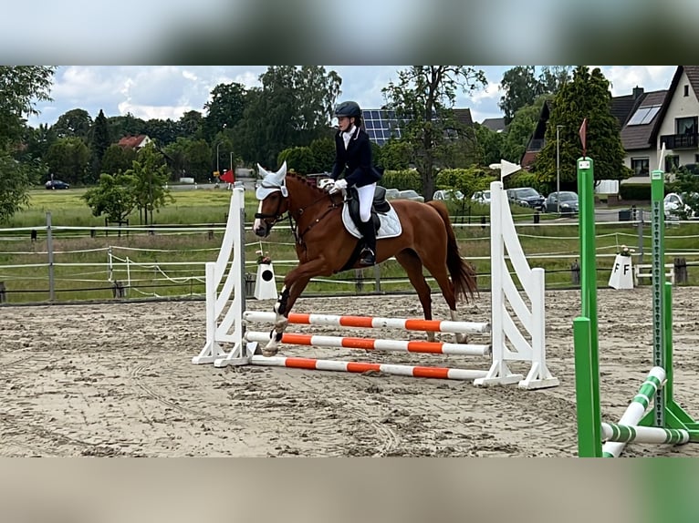 Furioso Gelding 10 years 16,1 hh Chestnut-Red in Lemgo