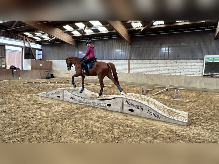 Furioso Gelding 10 years 16,1 hh Chestnut-Red in Lemgo