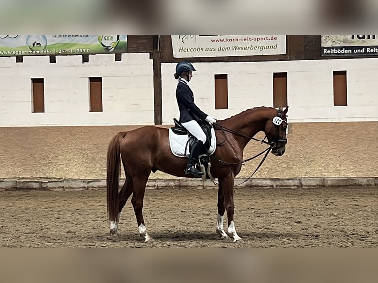 Furioso Gelding 10 years 16,1 hh Chestnut-Red in Lemgo