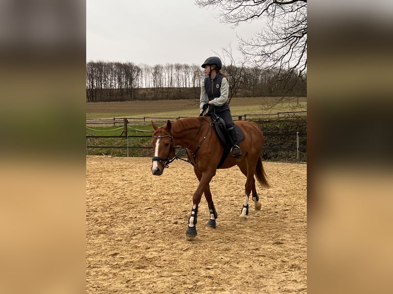 Furioso Gelding 10 years 16,1 hh Chestnut-Red in Lemgo