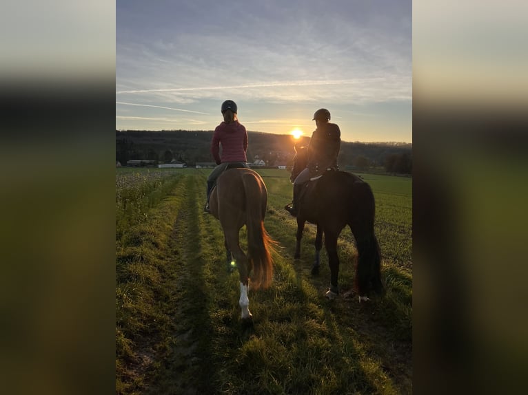 Furioso Gelding 10 years 16,1 hh Chestnut-Red in Lemgo