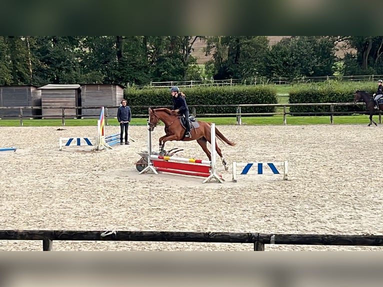 Furioso Gelding 10 years 16,1 hh Chestnut-Red in Lemgo