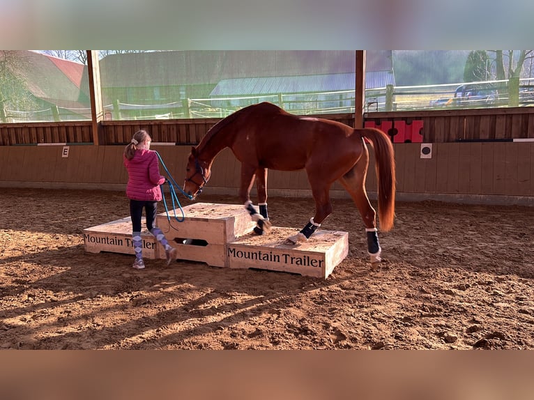 Furioso Gelding 10 years 16,1 hh Chestnut-Red in Lemgo