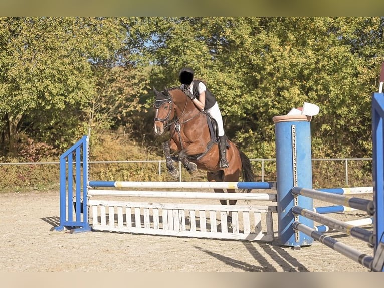 Furioso Gelding 14 years 16 hh Brown in Witzmannsberg