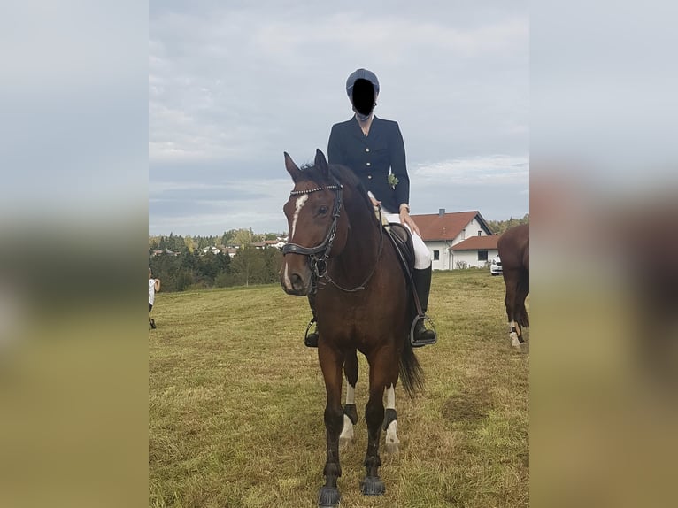 Furioso Gelding 14 years 16 hh Brown in Witzmannsberg