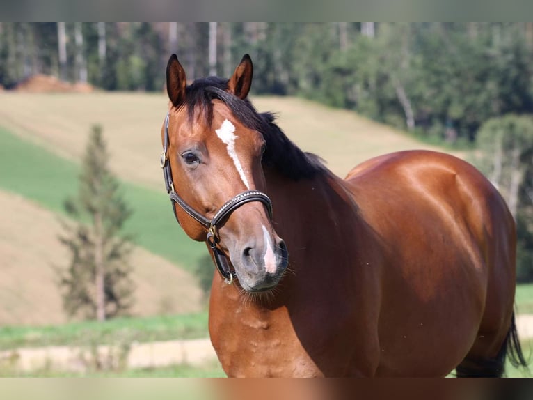Furioso Gelding 14 years 16 hh Brown in Witzmannsberg