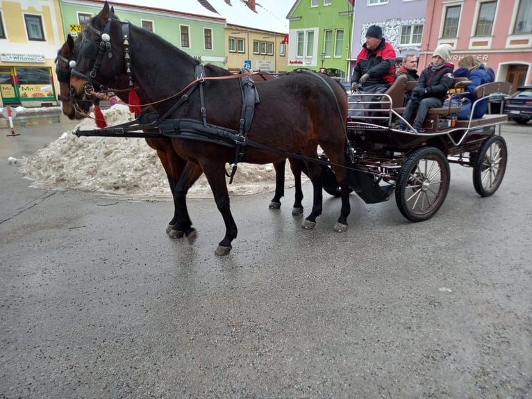 Furioso Gelding 17 years 16,2 hh Brown in gross gerungs