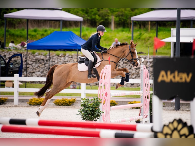 Furioso Gelding 17 years 16 hh Brown in Grojec