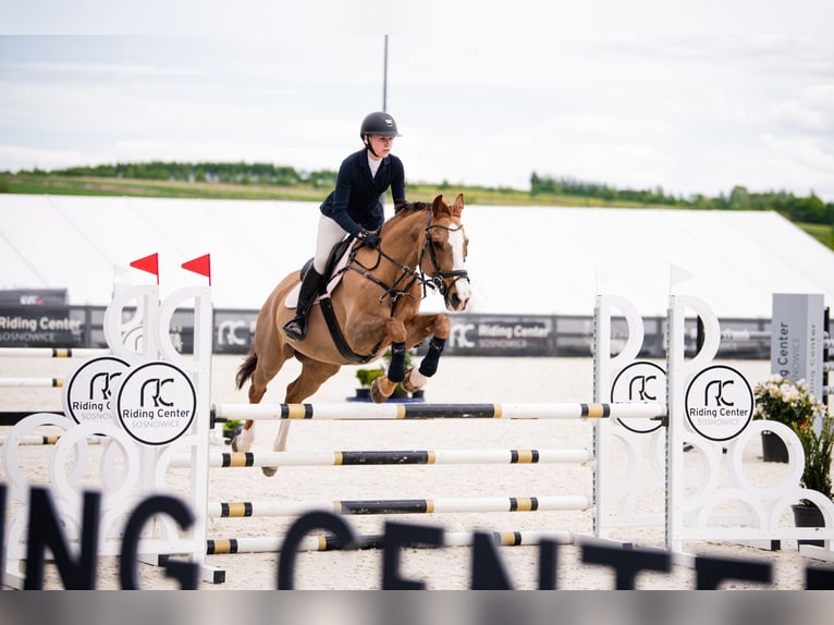 Furioso Gelding 17 years 16 hh Brown in Grojec