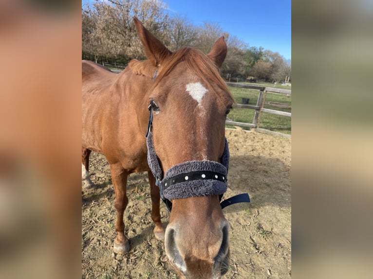 Furioso Gelding 17 years 16 hh Chestnut-Red in Csengeesima