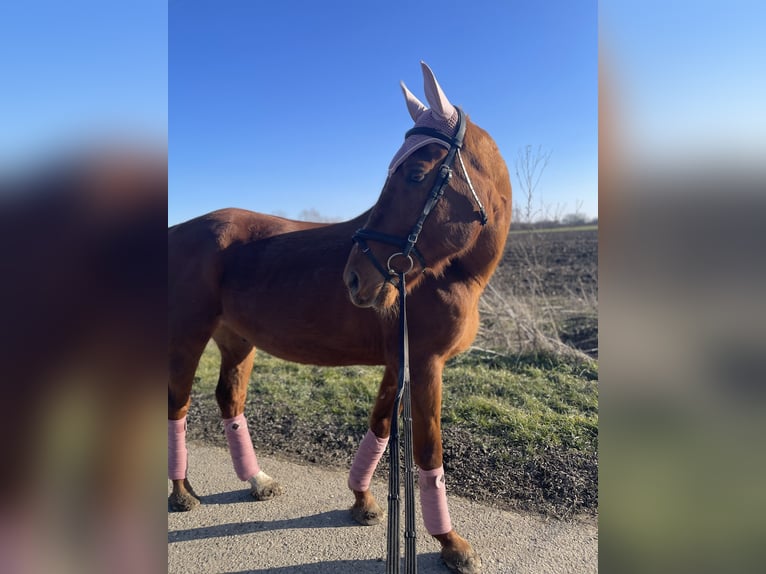 Furioso Gelding 17 years 16 hh Chestnut-Red in Csengeesima