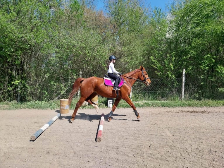 Furioso Gelding 17 years 16 hh Chestnut-Red in Csengeesima