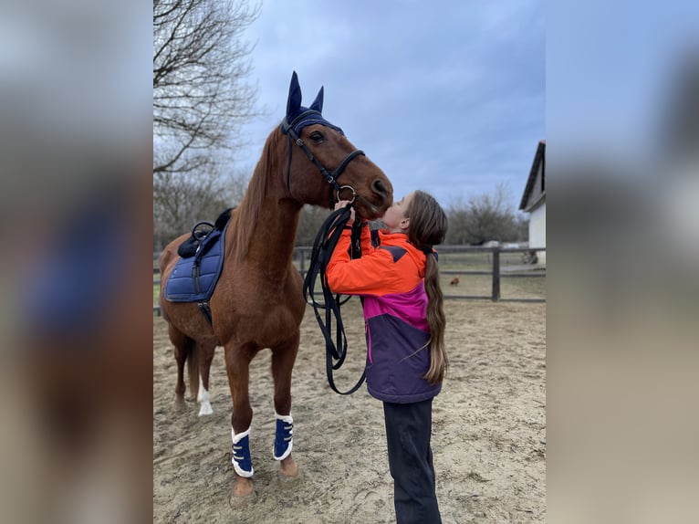 Furioso Gelding 17 years 16 hh Chestnut-Red in Csengeesima