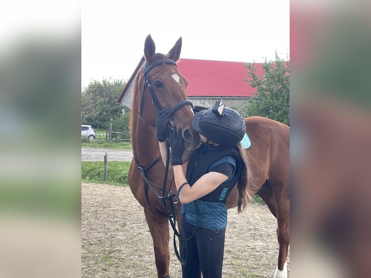 Furioso Gelding 17 years 16 hh Chestnut-Red in Csengeesima