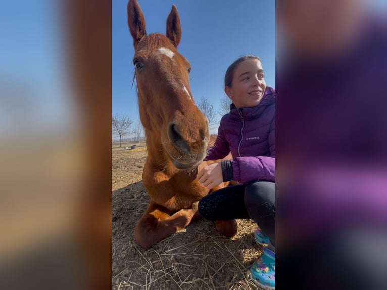 Furioso Gelding 17 years 16 hh Chestnut-Red in Csengeesima