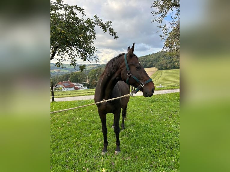 Furioso Gelding 18 years 16,3 hh Brown in Gutau