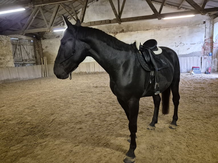Furioso Gelding 4 years 16,2 hh Black in Falkenstein