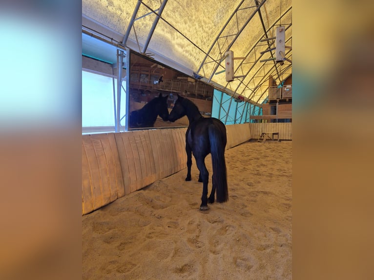 Furioso Gelding 5 years 17 hh Bay-Dark in Falkenstein