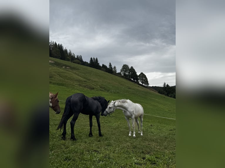 Furioso Gelding 6 years 15.2 hh Grey in Filzmoos