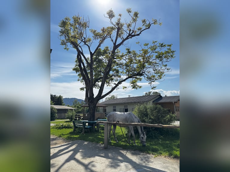 Furioso Gelding 6 years 15.2 hh Grey in Filzmoos