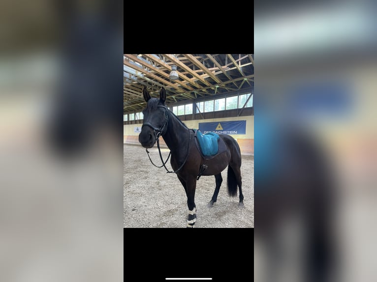 Furioso Gelding 6 years 16 hh Brown in Pruggern