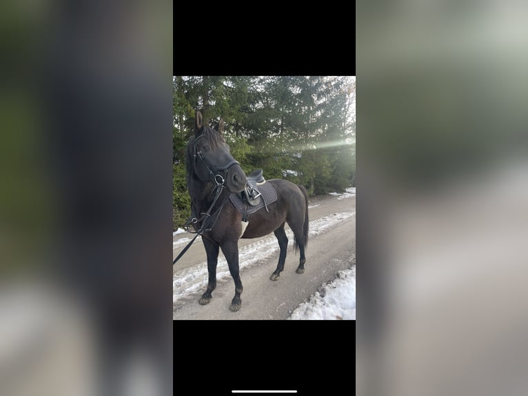 Furioso Gelding 6 years 16 hh Brown in Pruggern