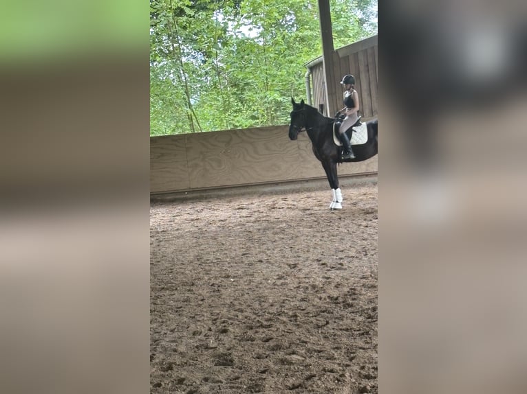 Furioso Gelding 6 years 17 hh Black in Biebergem&#xFC;nd