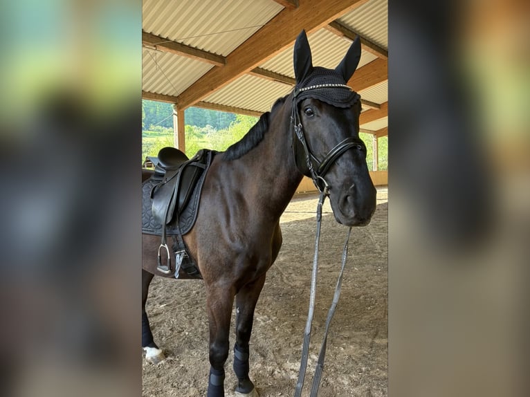 Furioso Gelding 6 years 17 hh Black in Biebergem&#xFC;nd