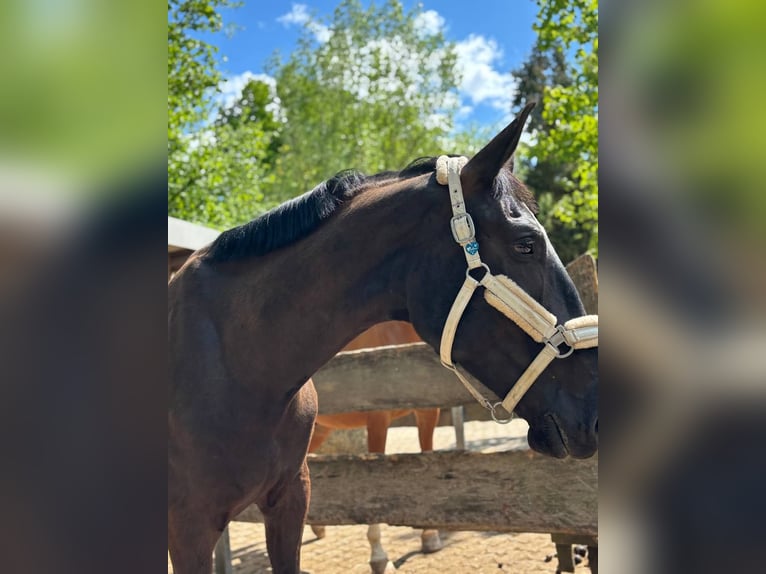 Furioso Gelding 6 years 17 hh Black in Biebergem&#xFC;nd